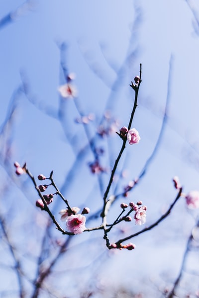 粉红樱花特写摄影